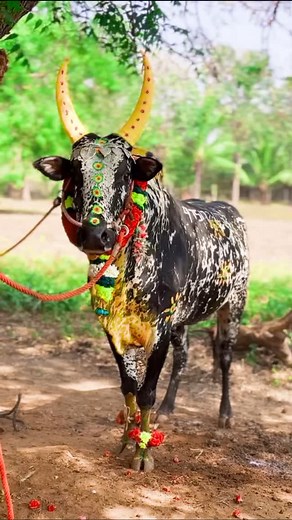 மஞ்சுவிரட்டு ஜாம்பவான் பொன்னழகி அம்மன்🔱🌏 on Instagram: "மஞ்சுவிரட்டின் புகழ் பெற்ற மல்லாகோட்டை நாடு வேட்டையான் 🦁🔰🌎💥🔥 #manjuvirattu_kalam #manjuvirattuvideos #jallikattuforever #vadamanjuvirattu_sivagangaiseemai #tamilnda #own_creation #kingdom_of_mallakottai_nadu #vadam_manjuvirattu #manjuvirattu_kalam #reckla #sevalsandai #tamilcutlivitation #manjuvirattu_uyir #Jallikattu #TamilPride #ManjuTamilBull #BullTaming #TamilNaduTourism #IndianCulture #RuralGames #TraditionalSports #SaveJallikat