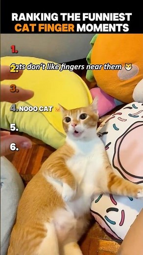 Ranking The Funniest Cat Finger Moments