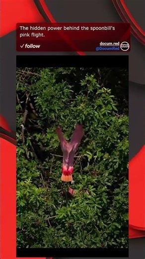 The hidden power behind the spoonbill's pink flight.