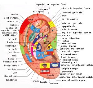 ▷ Chart with Reflexology 🥇 Ear Preassure Point in《2025 》 ✔️