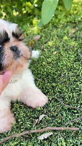 Puppy says, ‘I really gotta go!’ 😂 He is so Cute. Happy 6weeks Old ➡️ ShihTzuaretheBest.com ⬅️ #toocute #shihtzu #puppylovers #Pet #puppy #shihtzulover | Ma Lor