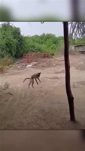 Cat Steals a Bird From a Snake