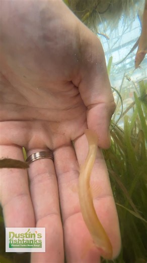 GOLDEN DOJO LOACH 💦 Tank Water Change 🤩 These are my babies. I love this tank and love these fish. I had to do this water change, because I overfed my fish. I got algae. What do you think of this tank? Are you keeping Golden Dojo Loaches? TANK ON! Follow us! @DustinsFishTanks https://linktr.ee/dustinsfishtanks | Dustin's Fishtanks