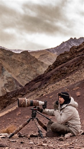 World Snow Leopard Day reminder: never underestimate how cold a frozen riverbed can get. 🥶 But when a snow leopard glides down the mountains in front of you — every numb muscle, even a numb bottom is worth it. There are fewer than 700 left in the India, surviving against all odds across our high Himalayas. We’re lucky to share this planet with them — let’s make sure they always have a home in the clouds. ❄️🐆 #SnowLeopard #safariwithsuyash #AmeliyaSafaris #expedition #ladakh #spiti #himalayas #