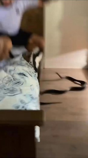 175K views · 1K reactions | Imagine Being Chased By A Snake!...