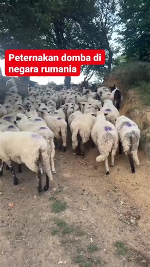 Domba domba rumania #peternakan #kambing #vod | Peternak Kambing Milenial