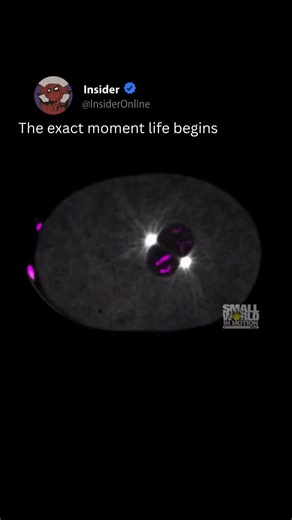 When Does Human Life Begin? The Science Explained 🧪