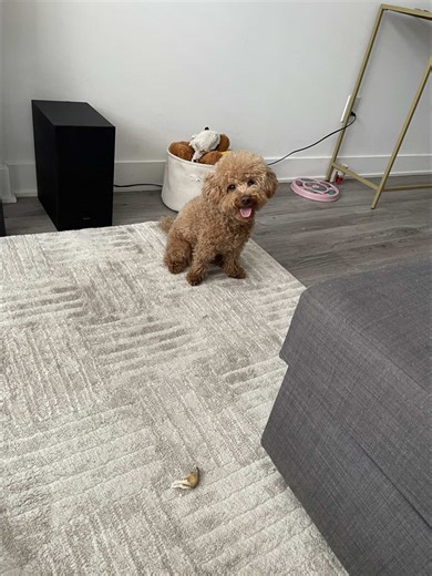 Emmythetoypoodle on TikTok