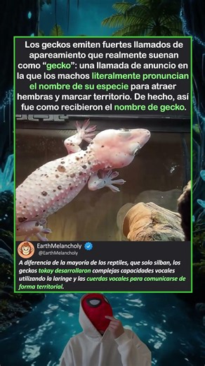 El gecko realmente dice su propio nombre