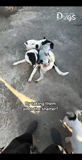 Trying to solve the dog problem in Romania by taking homeless dogs from the streets and bringing them to the shelter is pretty much the same as you would be sinking with a broken boat and trying to empty it by taking the water out one scoop at the time. It will never solve it. You need to stop the water of coming in in the first place. The same with homeless dogs. Stop the source and the result will be less homeless dogs. By removing them from their living areas, you just make more space for the