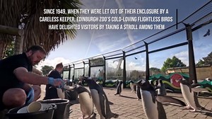 Edinburgh Zoo's Penguins To Go Back On Parade For The First Time Since Pandemic