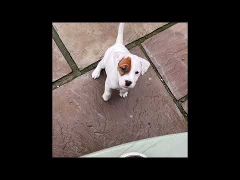 Parson Russell Terries for sale in Northern Ireland