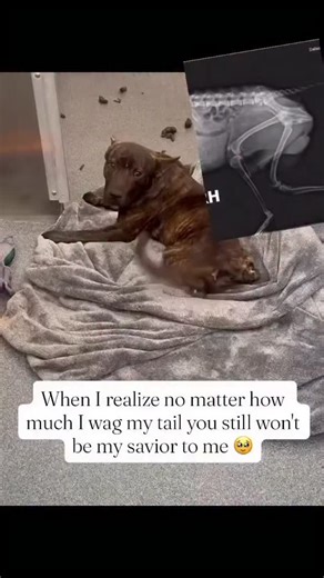 simz rescues on Instagram: "Good news: Wesley survived three major surgeries and both of his legs were saved! 💪🐾 He’s fighting hard, and his pain is being carefully managed with IV and oral medications. But the battle isn’t over yet. Wesley’s recovery has been slow. He’s still fighting a fever, struggling to eat, and hasn’t started walking. His hospital stay has been extended, and his medical bills continue to grow. 💔 $1,500 is still needed to complete his treatment and cover the ongoing care