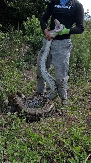 Wrestling GIANT Python!
