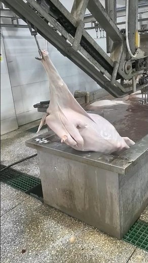 Inside a Goat Slaughterhouse — The Process From Start to Finish 😳🐐 👀