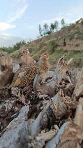 5M views · 38K reactions | Jangali teetar bacchy殺 #lovelybaby #nature #photography #greyfrancolin #birds | PK Nature | Facebook