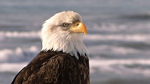 112K views · 1.8K reactions | Adorable baby bald eagle finally hatches in Florida! | Animalist | Facebook