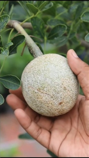 90% of people don't recognize a real Bael tree! 😱🌿 | Bael Tree