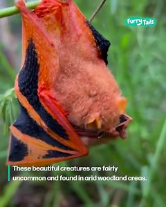 2.5M views · 93K reactions | This bat is fang-tastic! 驪 | Furry Tails | Facebook