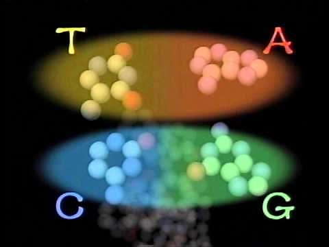 生物基礎21 人体のしくみ7 DNA DNAの構造