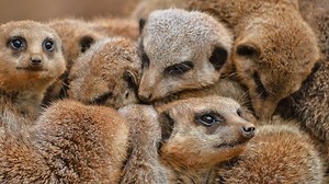 The Secret Life of the Zoo - Series 2016: Episode 1 | Channel 4