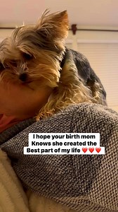 Forever grateful for Dexter’s birth mom for creating this beautiful and loving fur baby.😍 #yorkie #yorkshireterrier #dog #doglife #doglover | Dexter D Yorkie