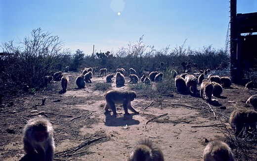 My Search for the Snow Monkeys of South Texas
