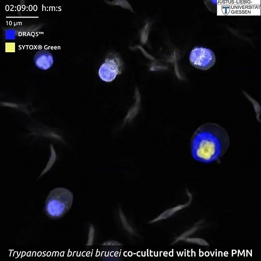 capturing netosis in real time 1080p