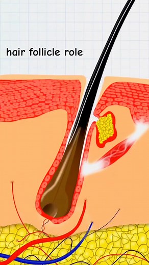 Understanding the Natural Hair Growth Cycle