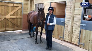 We have attended a devastatingly high 2,000 equine incidents during lockdown! The current horse crisis is thought to have been triggered by continued overbreeding, coupled with falling demand for some types of horses. Find out more here: https://bit.ly/2UrciV6 | RSPCA (England & Wales)