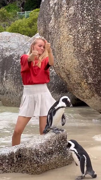 Penguins at Boulders Beach South Africa