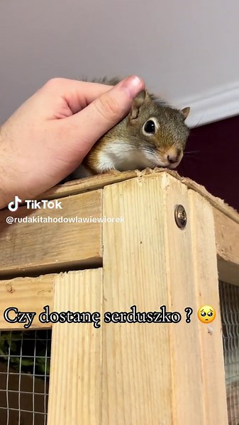 Wiewiórki jako zwierzęta domowe – jak je pielęgnować