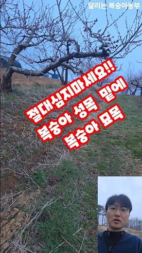 절대 심지마세요 복숭아 성목밑에 복숭아 묘목 절대 절대 ‪@사모니‬