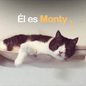586K views · 7.3K shares | Este gatito no es PERFECTO, ¡pero es INCREÍBLE! ¿Ya conoces a MONTY? ❤ Encuéntralo en >> https://montyboy.net/  Instagram: @monty_happiness | The Cat Society | Facebook