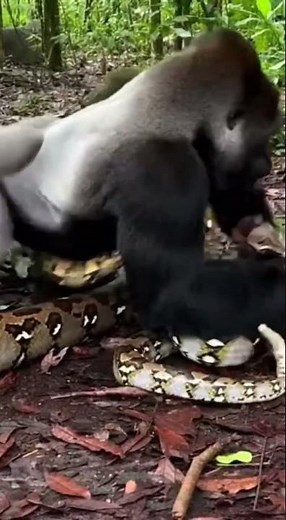 Gorilla vs. Giant Python! 🦍🐍 The Fight for Survival