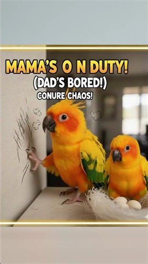 Bored Dad Conure! 🤪 Wall Scratching Chaos!