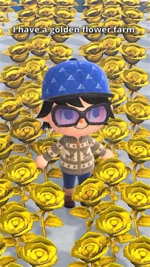 I have a golden flower farm. #animalcrossing #nintendo