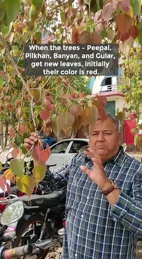 13K views · 676 reactions | Some trees like Peepal, Banyan, Pilkhan and Gular have red colored leaves during initial stages of life. They gradually turn green as the tree grows. #amazingtrees #colorfulleaves #treelife #dendrology | Peepal Baba | Facebook