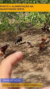 canibalismo PONTO 4 ALIMENTAÇÃO NA QUANTIDADE CERTA NÃO PERCA NOSSAS DICAS, siga nosso perfil e nossas redes. Acesse o link do perfil e escolha uma das aulas ou cursos para assistir. #galinhas #galinhascaipiras #criargalinhas #galinhaspoedeiras | Sítio Sancaipi | Facebook