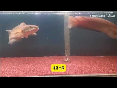 蛇年说"蛇" | 极富魅力的10种雷龙鱼介绍来也！