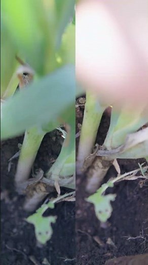 Why not just pull it out? How to harvest deep-rooted green onions #homegarden
