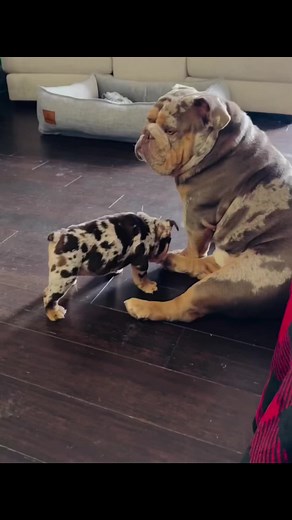 barkleythabulldog on TikTok