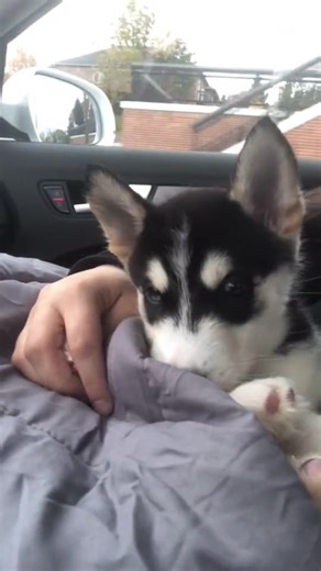 55K views · 2.4K reactions | personal alarm clock husky edition | Maya Husky | Facebook