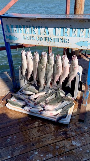 Striper fishing at Lake Texoma! Using a guide until we get our new boat. #laketexoma #stripedbass