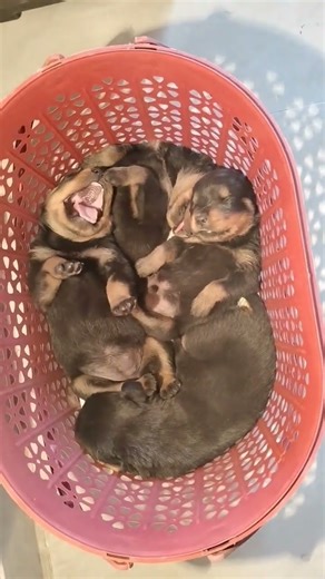 #Rottweiler puppy#heavy bone size quality puppies available #contact. 8766667452.