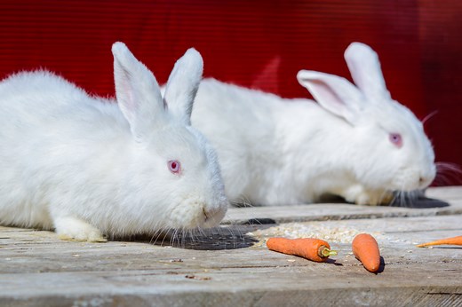 Meet the New Zealand Rabbit