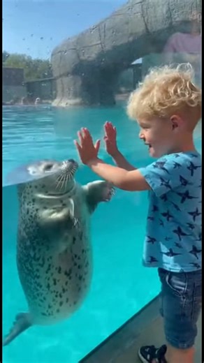 pawmenology on Instagram: "Boy Teaches Seal to Clap, Seal Actually Does It 👏🦭 POV: You're a baby seal and a tiny human is trying to teach you something through the glass. 🦭👏 Aquarium footage. Small boy in a shark shirt starts clapping at the seal pool. A chubby baby seal swims up. Watches. Curious. Boy claps. Seal tries to copy. Flippers too floppy. Doesn't work. Boy claps SLOWER. Presses hands to glass. Seal mirrors. Puts flippers on glass. Getting it. Then the seal pulls back. Slaps flippe