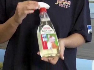 How To Care For A Lovebird