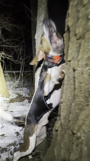 Warplane Kennels on Instagram: "CA$H got him a big one #hound #hunting #raccoon #dog #huntingdog #dogtraining #walker #hunt #coonhound"