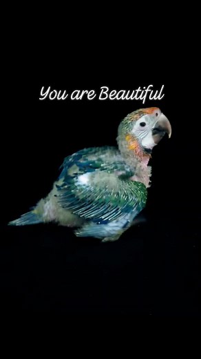 5.8K views · 584 reactions | Baby HCC Catalina Macaw #parrotdaddy #parrotsofig #macaws #macawsofinstagram #parrots #parrotsofinstagram #birds #macawbabies | ParrotDaddy | Facebook